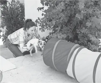  ?? PHOTOS BY ANIMAL PLANET ?? Whitney Cummings helps Jack into the tunnel, through which he trots flawlessly.