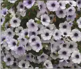  ??  ?? Surfinia Petunia.