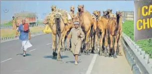  ?? ISTOCK ?? Nomads in Bhuj, Gujarat, struggle to sell camels at fairs. Grazing land is harder to find. But selling camel milk for massproduc­ed chocolate may help keep the community afloat.