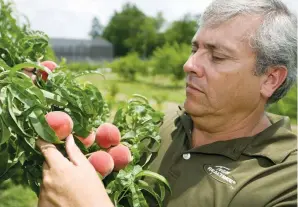  ?? (Tyler Jones/Reuters) ?? JOSE CHAPARRO, the Assistant Professor for Breeding and Genetics, Horticultu­ral Science, examines peaches in an undated handout picture from the University of Florida.