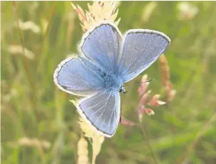  ??  ?? ●●Look out for the common blue on your travels and take part in Butterfly Conservati­on’s Big Butterfly Count