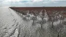  ?? Gauthier/Los Angeles Times/Getty Images ?? Dead and dying pistachio trees on a Hanson Farms ranch in Corcoran, California, on 18 July 2023. Photograph: Robert