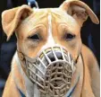  ??  ?? Staffordsh­ire Terrier werden in zahlrei chen Ländern als Kampfhunde geführt.