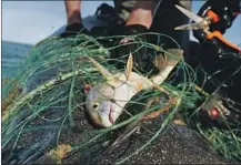  ??  ?? MANY ANIMALS get caught in nets placed illegally to catch totoaba, which sell for thousands of dollars on the Asian market.