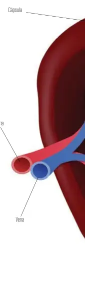  ??  ?? Vena Arteria Cápsula