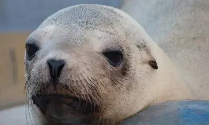  ?? Photograph: The Marine Mammal Center ?? Veterinari­ans at the Marine Mammal Center suspected Superstiti­on, a California sea lion, had cancer when they discovered a mass in the pelvic region and swelling around the perineum.