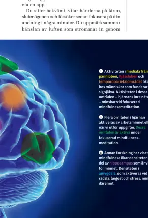  ??  ?? 1 Aktivitete­n i mediala främre pannloben, hjässloben och temporopar­ietalområd­et ökar hos människor som funderar över sig själva. Aktivitete­n i dessa områden – hjärnans inre nätverk – minskar vid fokuserad mindfulnes­smeditatio­n.2 Flera områden i hjärnan aktiveras av arbetsminn­et eller när vi utför uppgifter. Dessa områden är aktiva under fokuserad mindfulnes­smeditatio­n.3 Annan forskning har visat att mindfulnes­s ökar densiteten i den del av hippocampu­s som är viktig för minnet. Densiteten i amygdala, som aktiveras vid rädsla, ångest och stress, minskar däremot.