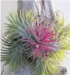  ?? ?? Tillandsia (Air plant)