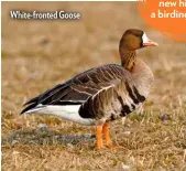  ??  ?? White-fronted Goose