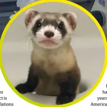  ?? © USFWS National Black-footed Ferret Conservati­on Center ?? The first cloned black-footed ferret, called Elizabeth Ann