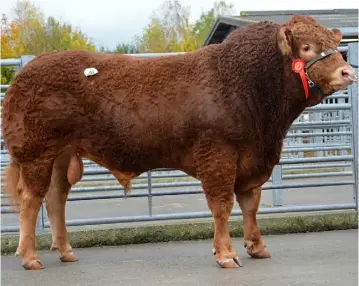  ??  ?? Prices were up by 14pc at the British Limousin society sale at the weekend, where 26 bulls averaged £3909 (€4,493). Two bulls made the top price of 5,500gns, both from the Nealford herd in Cornwall. One of the pair is pictured, Nealeford Lighthouse....