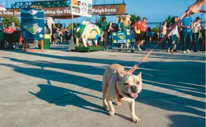  ?? MADELEINE COOK/THE MORNING CALL ?? Apollo, a French bulldog who lives in Allentown, waits impatientl­y to get to his seat in Coca-Cola Park. Perhaps dogs could teach humans something about socializin­g?