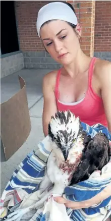  ?? SUBMITTED PHOTO ?? Local veterinary technician Olivia Vandersand­en, seen treating an injured osprey, is hoping to have Kawartha Wildlife Centre up and running by spring 2018.