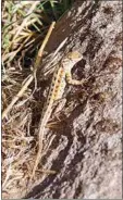  ?? PHOTO BY AL CRISALLI JR. ?? Western Side-blotch Lizards are the second most common lizard in the Tehachapi Mountains.