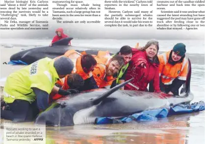  ??  ?? Rescuers working to save a pod of whales stranded on a beach in Macquarie Harbour, Tasmania yesterday. – AFPPIX