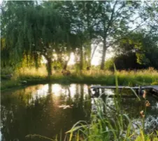  ?? ?? TOP Native wildflower­s and mature trees are reflected in the mirror-like surface of this wildlife pond. An oak jetty provides the perfect viewing point for spotting visitors and for quiet contemplat­ion.
ABOVE On summer evenings a magical light filters through the trees, perfect for watching swooping swifts and swallows.