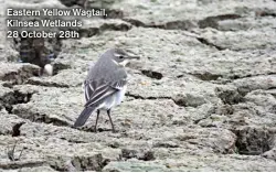  ?? ?? Eastern Yellow Wagtail, Kilnsea Wetlands 28 October 28th