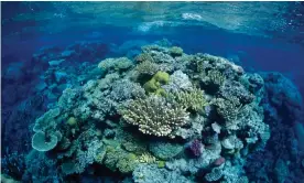  ?? Photograph: VW Pics/VWPics/Universal Images Group/Getty Images ?? Australia has launched an all-out lobbying offensive against a Unesco recommenda­tion to have the Great Barrier Reef placed on the world heritage in danger list.