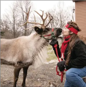  ?? ?? Poinsettia, one of a number of reindeer raised on the Walsh family farm, gives a kiss to Walsh.