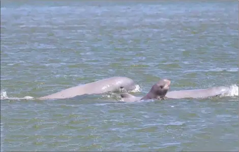  ?? MAFF ?? The 2-day-old dolphin calf is spotted swimming with six adults in the Anlong Kampi Irrawaddy Dolphin Conservati­on Zone in Kratie province on February 11.