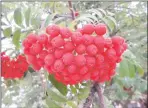  ??  ?? Mountain-ash berries captured on Don Gaspar Avenue