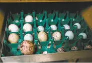  ?? Sarahbeth Maney / Special to The Chronicle ?? Rescued heron and egret eggs are kept in an incubator at the Internatio­nal Bird Rescue center. The smaller, bluish eggs are from blackcrown­ed night herons.