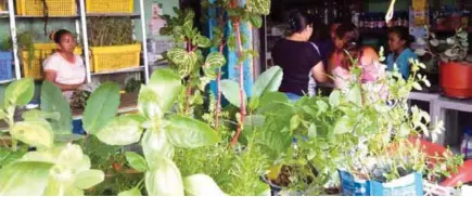  ??  ?? ACOGIDA. Cada día en Esmeraldas la gente acude a locales de venta de plantas para curar sus males.