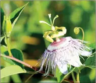  ?? Photo by Terry Stanfill ?? A passion flower blooms at the Eagle Watch Nature Area.