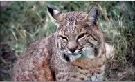  ??  ?? Bobcats are more common than any other species of wild feline in the Americas, but seeing one of these secretive furbearers is a rare treat.