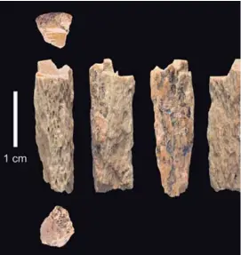  ?? AFP ?? Este es el simple fragmento de hueso a partir del cual se descubrió la mezcla entre una madre neandertal y un padre denisovano.