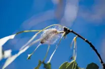  ??  ?? A tent caterpilla­r cocoon hangs from a branch.