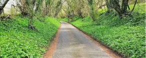  ??  ?? Wild garlic lined lane near Ford. By Simon Cox.