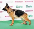  ??  ?? The controvers­ial Crufts winner
