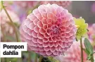  ?? ?? Pompon dahlia