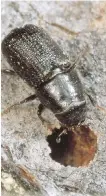  ??  ?? The tiny pine beetle has cost taxpayers hundreds of millions of dollars since 2005 and billions more could be on the line as six million hectares of Alberta forests are under threat. The province will cut and burn more than 90,000 trees this year to...