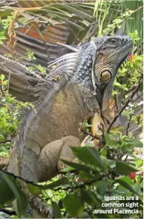  ??  ?? Iguanas are a common sight around Placencia