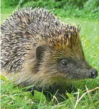  ??  ?? Facing extinction... hedgehogs and dormice are among the species at risk