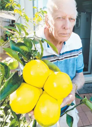  ?? Picture: MIKE BATTERHAM ?? Alan Lovelock with his outstandin­g bunch of lemons.