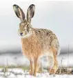  ??  ?? ■ Hares can often be seen in the early mornings.