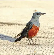  ??  ?? Blue Rock Thrush Bird B 2