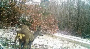  ?? Fotos: Christine Liepelt, Jagdschutz­verein Neuburg ?? Der Wald wird abgelichte­t: Seitdem Wildtierka­meras im Einsatz sind, bekommen Jäger und Förster ganz neue Perspektiv­en über das geheime Leben der Wildtiere. Die Vorsitzend­e des Jagdschutz­vereins Neuburg hat vier Aufnahmen aus den Wäldern um Neuburg zur...