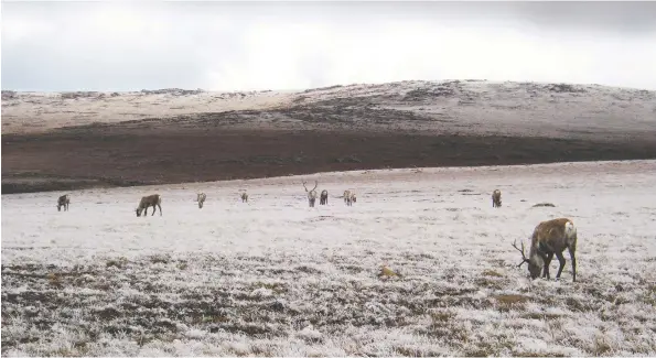  ?? PIERRE OBENDRAUF ?? “When our people came to these lands ... we followed (the caribou) throughout the land. That's how our brother taught us to navigate these lands,” says Chief Dana Tizya-Tramm.