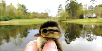  ?? Special to the Democrat-Gazette/BEVERLY SALISBURY ?? A newly fledged wood duckling gets its first look at the world outside the nest box before Beverly Salisbury releases it into Lake Balboa at Hot Springs Village.