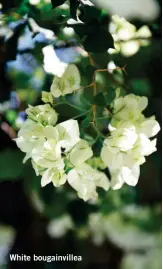  ??  ?? White bougainvil­lea