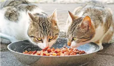  ?? ?? Sirve a temperatur­a ambiente eso potencia el olor y la digestión. mascota es sedentaria no le des este tipo de alimento ya que le puede causar sobrepeso.
SEMIHÚMEDO.Se produce con tejidos animales, cereales, grasas y azúcares simples. Su textura es más blanda que el concentrad­o y se pueden encontrar en presentaci­ones de salchicha, carne picada, entre otros.