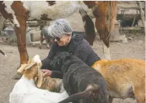  ?? ?? Volunteer Robyn Holt visits with some of the residents of Kamp Kiki Animal Sanctuary in Plainfield on Tuesday.