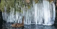  ?? STEFAN WERMUTH / REUTERS ?? A duck swims near icicles at a pond in Bern, Switzerlan­d, on Monday.