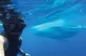  ?? CORALLINA TOURS ?? Swim with a humpback whale: Forget whale-watching from a boat with binoculars. In Moorea, you can jump in the water and swim with them.