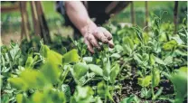  ?? PHOTO: GETTY IMAGES ?? Garden maintenanc­e is important at this time of the year.