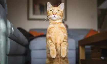  ?? Photograph: Chris Winsor/Getty Images ?? Cats are largely unresponsi­ve to hearing a stranger’s voice calling their name, but attentive when they hear their owner, the researcher­s say.